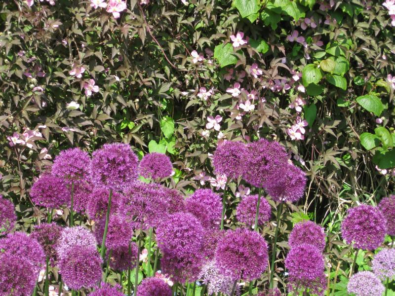 Allium Gartenpflege